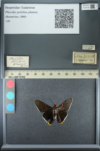 Media type: image;   Entomology 185138